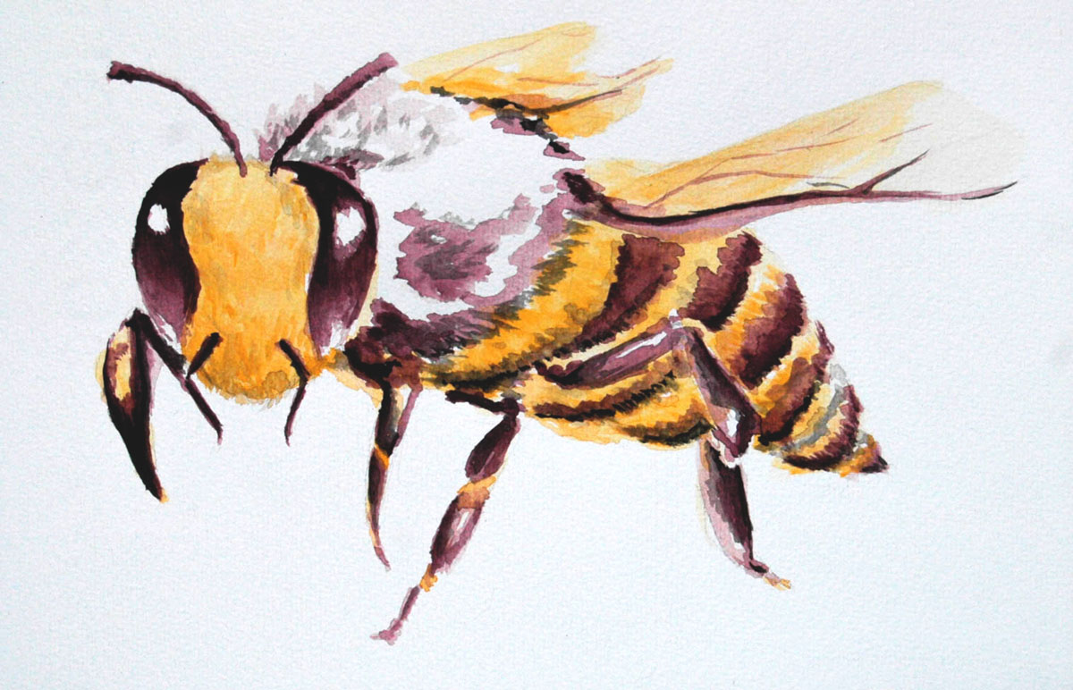 Abeja, acuarela sobre papel, 2021